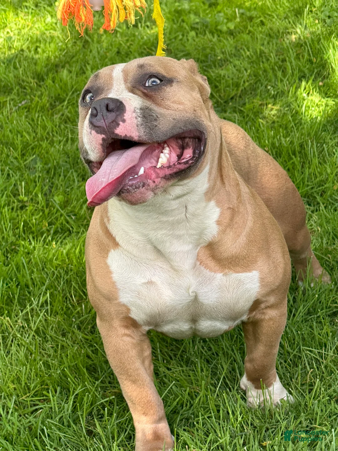 American Bully dogs for sale: sonya - Ad 2