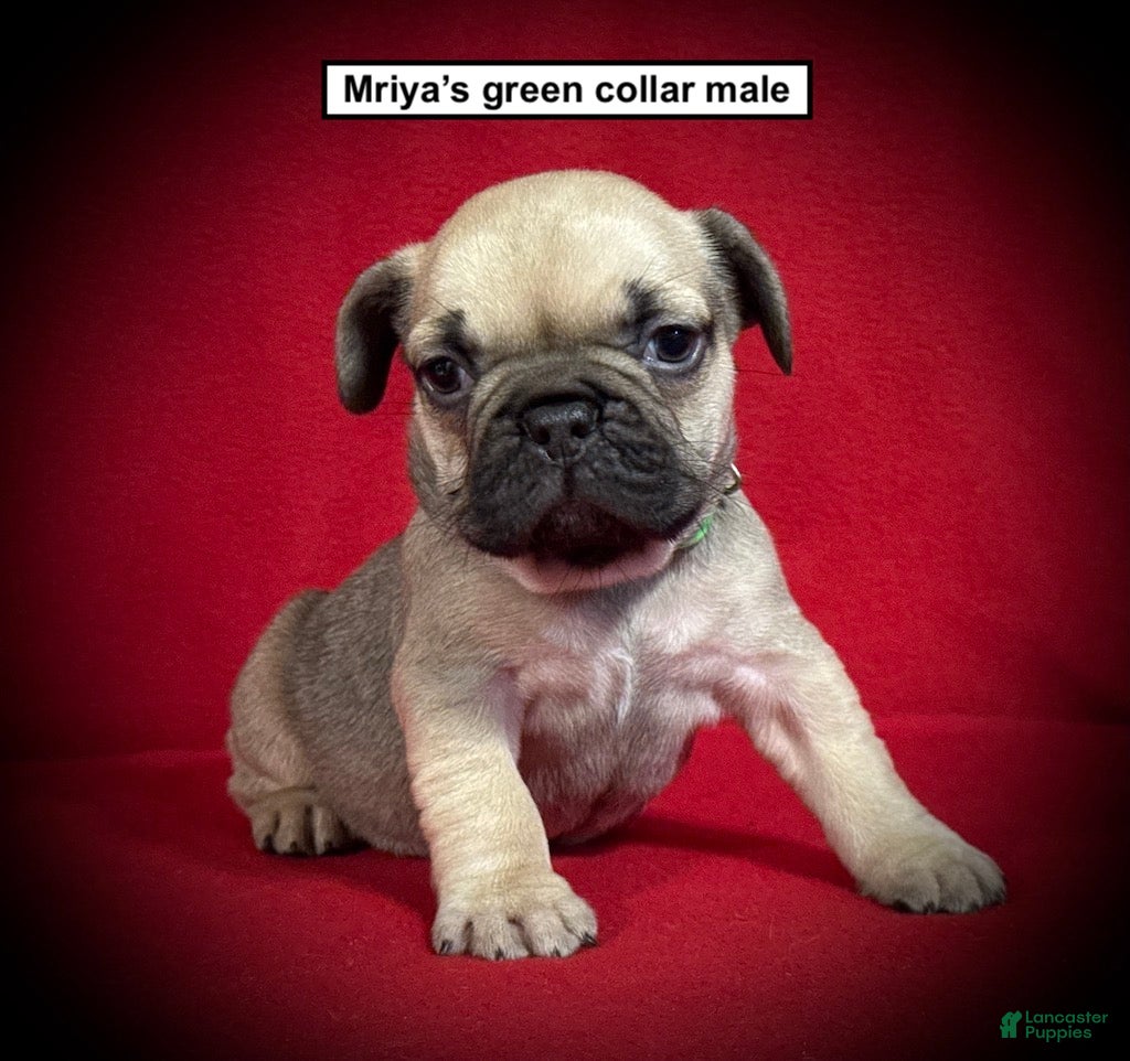 French Bulldog dogs AKC Mriya's Green Collar Male - Ad 32