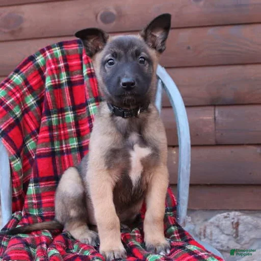 Gallery Image {{count}}