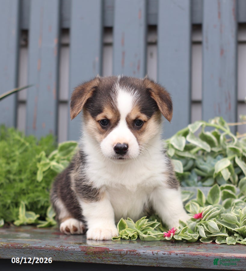 Welsh Corgi Pembroke dogs Princess - Ad 1