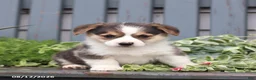 Welsh Corgi Pembroke dogs for sale: Princess - Ad 1