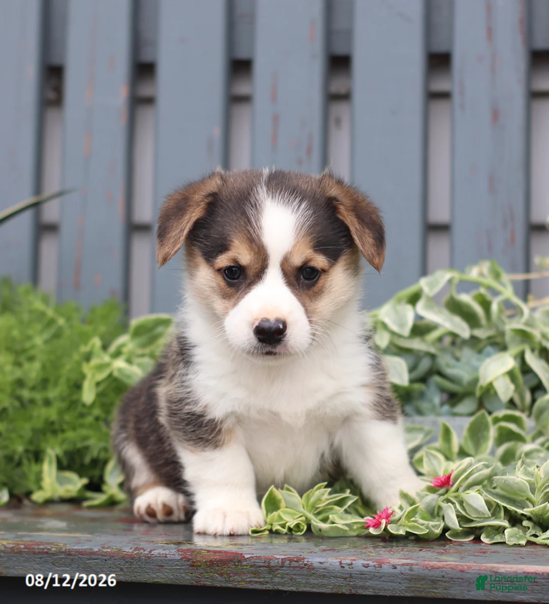 Welsh Corgi Pembroke dogs for sale: Princess - Ad 1