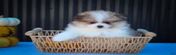 Pomeranian dogs for sale: Macey 🎀 - Ad 6