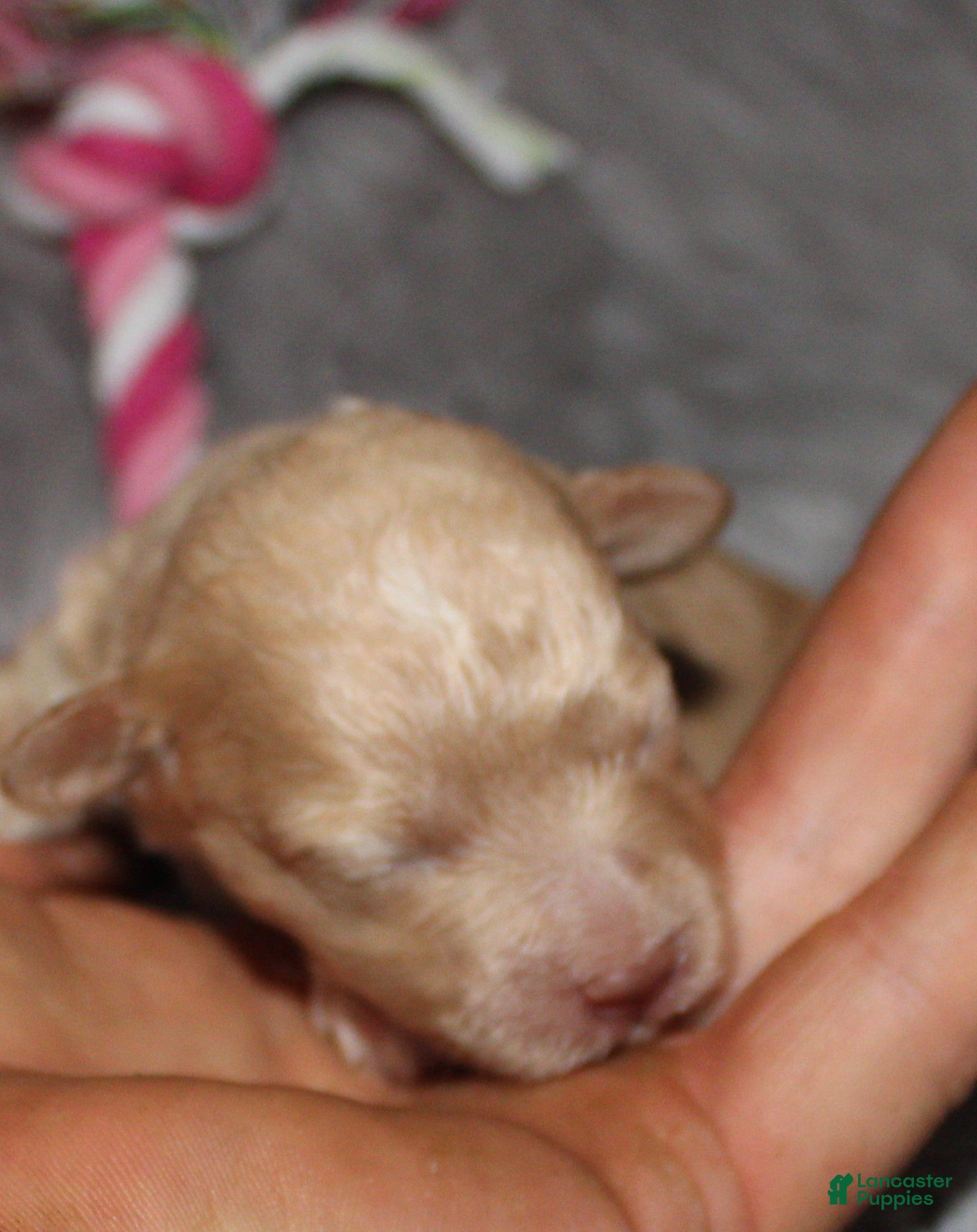 Havapoo dogs Zabrina 🌷 - Ad 1
