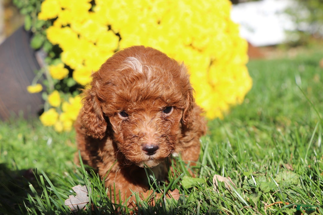 Miniature Poodle dogs for sale: Arnie  - Ad 7