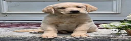 Labradoodle dogs for sale: Sunshine  - Ad 5