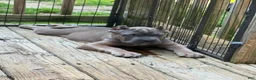 Cane Corso dogs for sale: Lime Green - Ad 3