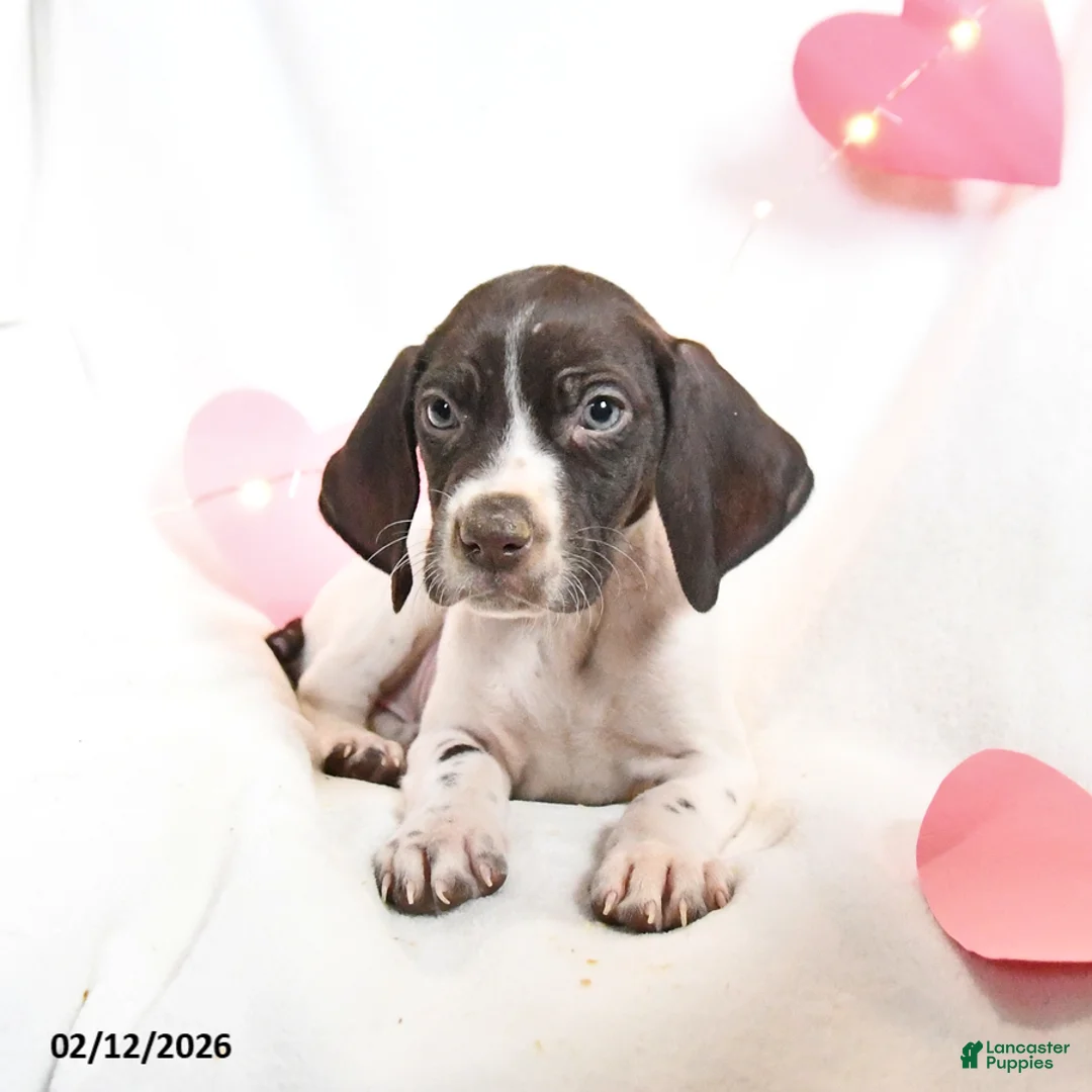 German Shorthaired Pointer dogs for sale: Remi  - Ad 4