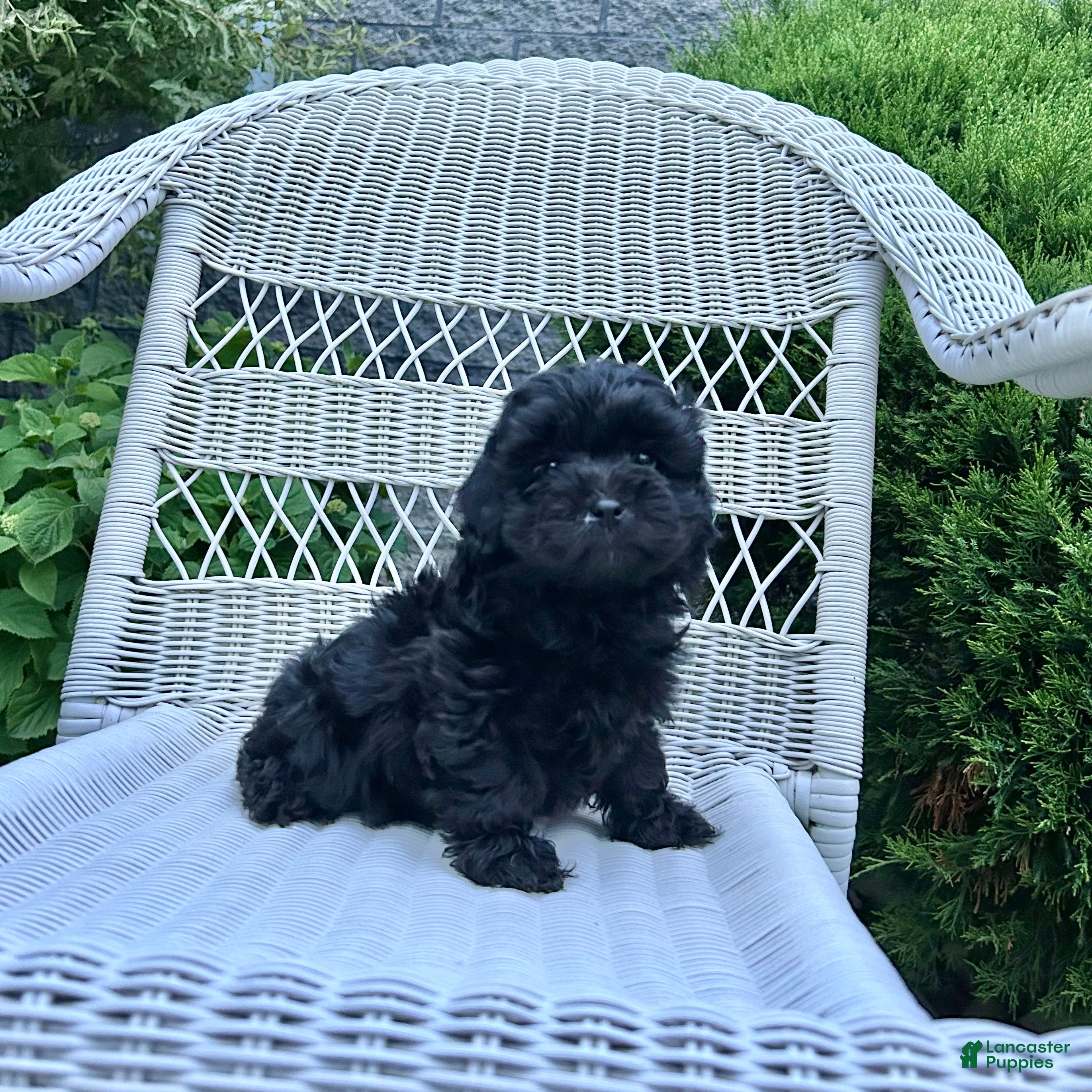 Cavapoo dogs Cooper - Ad 2