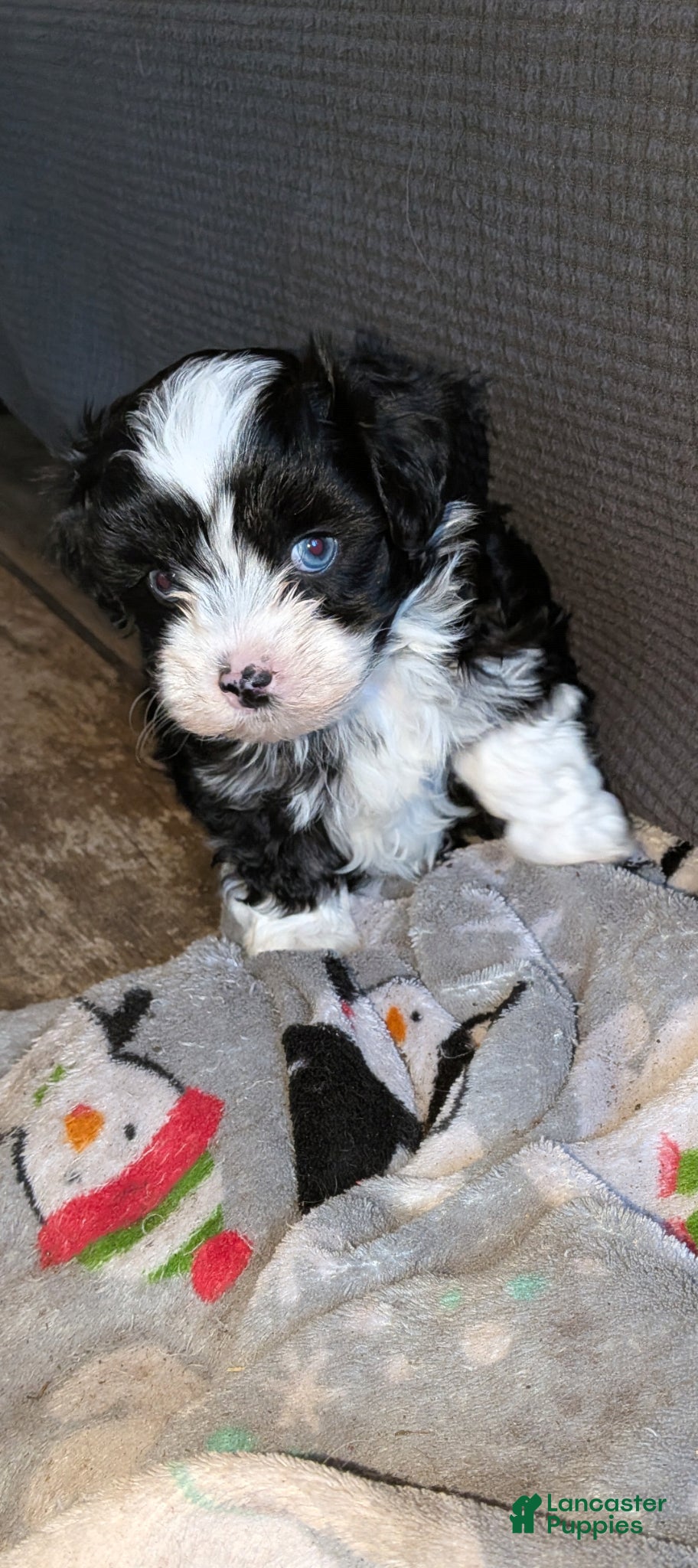 Mixed Breed dogs Mixed Breed Puppy 1 - Ad 14