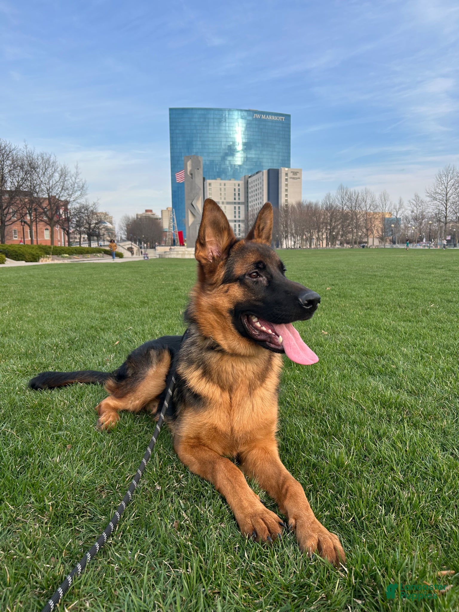 German Shepherd dogs German Shepherd Puppy 2 - Ad 6