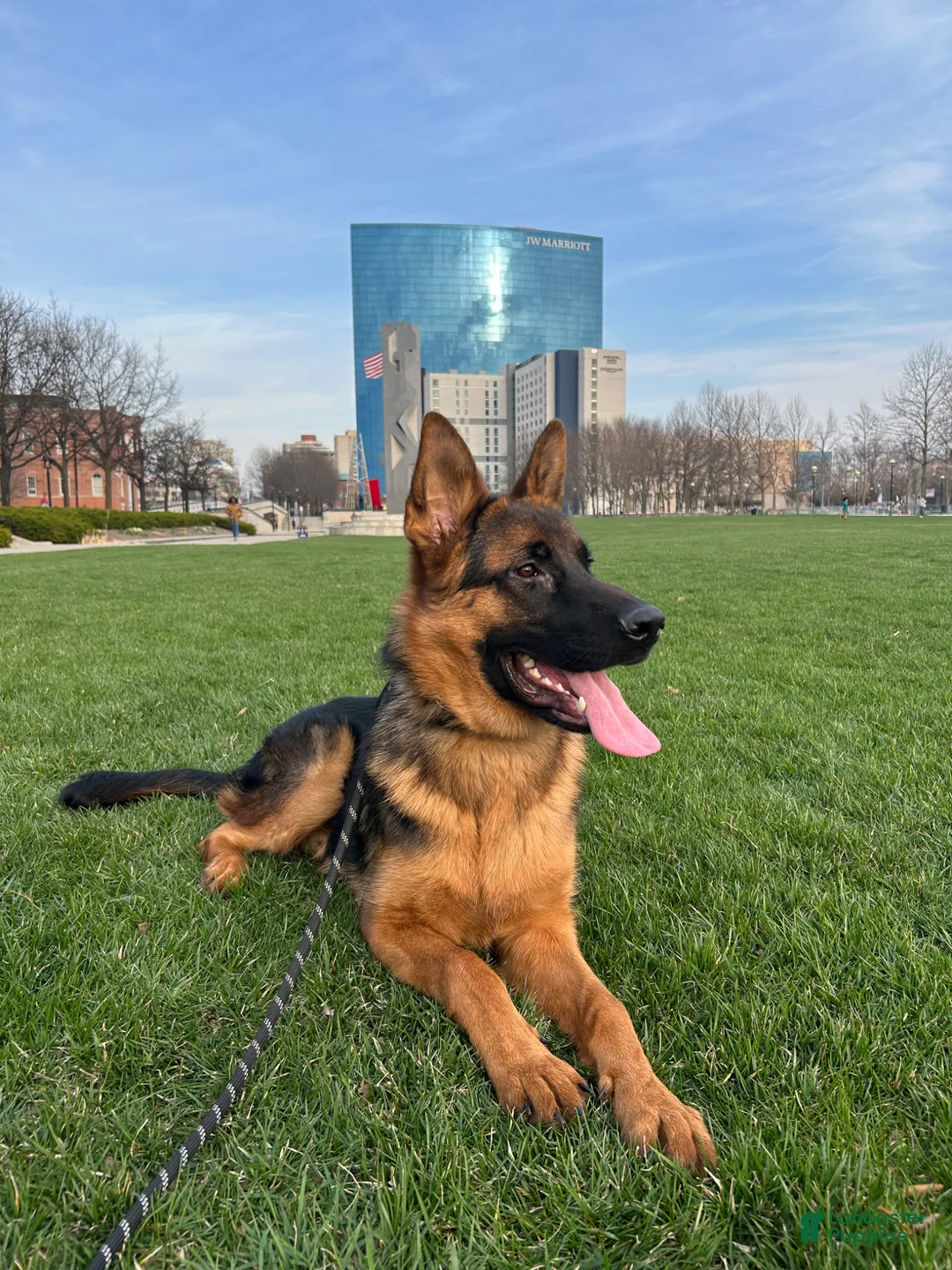 German Shepherd dogs for sale: German Shepherd Puppy 2 - Ad 1