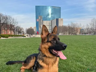 German Shepherd dogs German Shepherd Puppy 2 - Ad 6