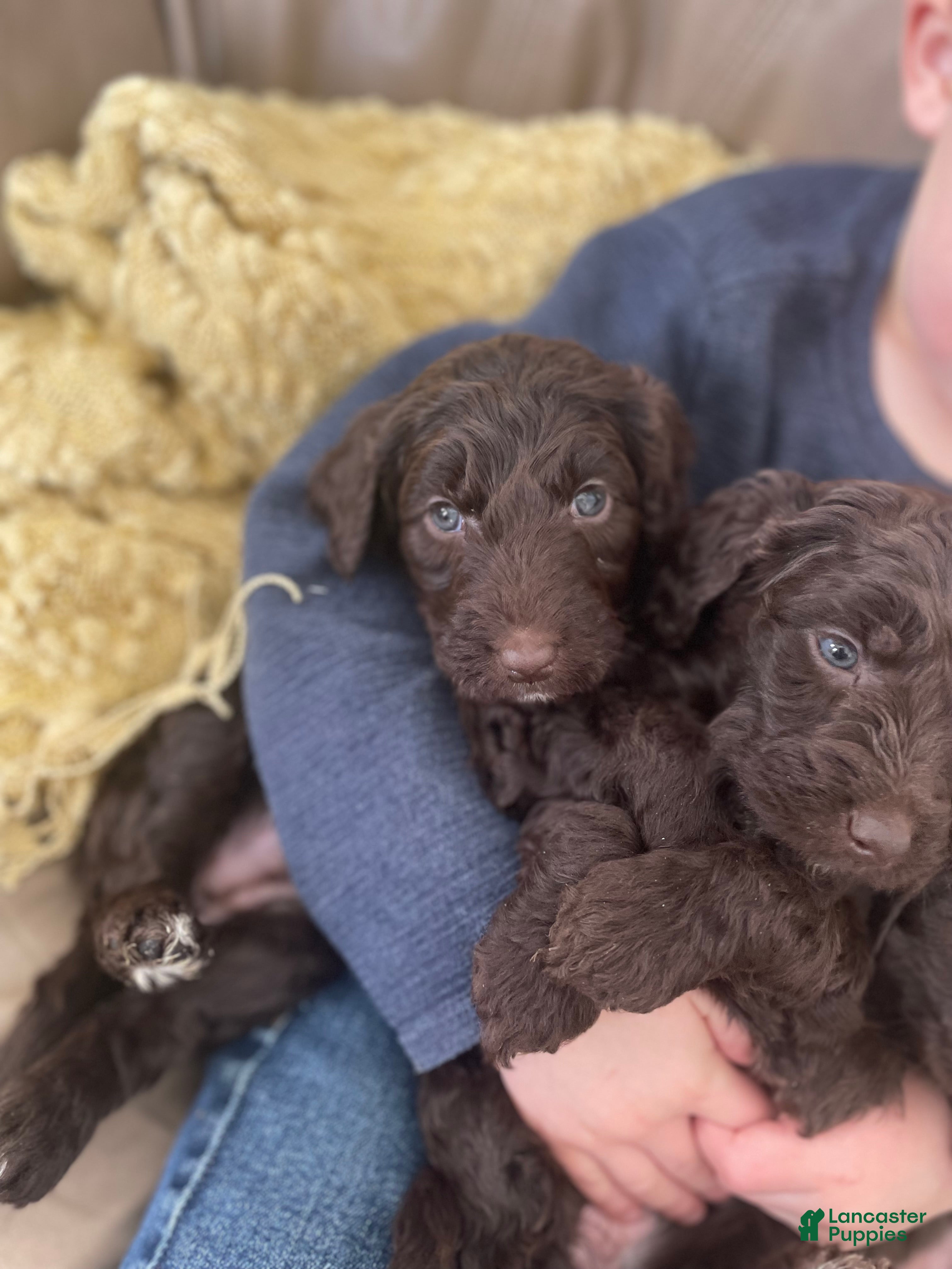 Goldendoodle dogs Ms yellow - Ad 12