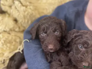 Goldendoodle dogs Ms yellow - Ad 34