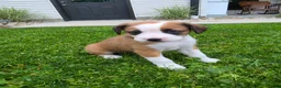 Mixed Breed dogs for sale: Lexi - Ad 4