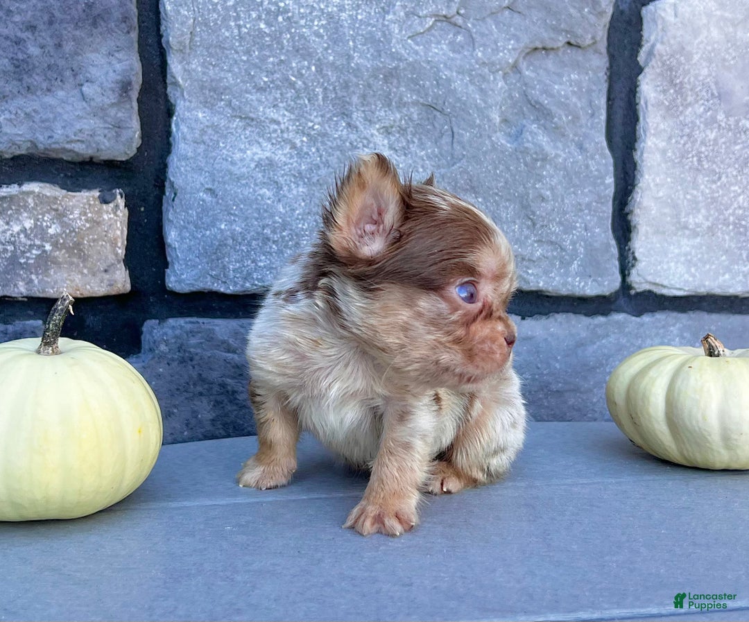 French Bulldog dogs for sale: Harley - Ad 4