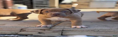 American Bully Puppy 6