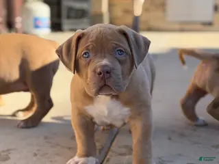 American Bully dogs American Bully Puppy 6 - Ad 41