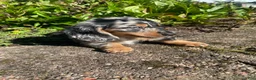 Miniature Dachshund dogs for sale: Buster - Ad 11