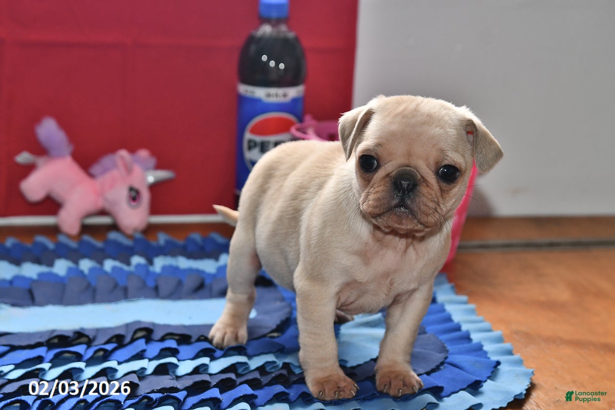 Pug dogs Sweetheart - Ad 2