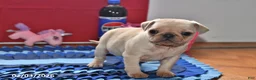 Pug dogs for sale: Sweetheart - Ad 2