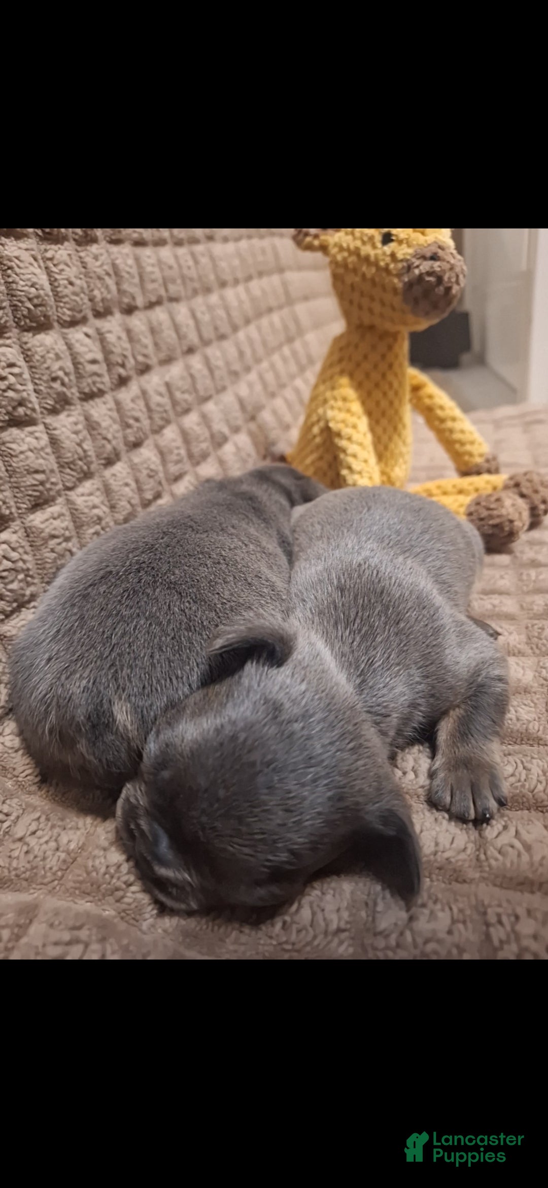 French Bulldog dogs French Bulldog Puppy 2 - Ad 18