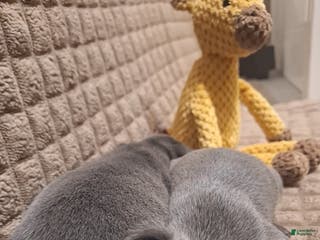 French Bulldog dogs French Bulldog Puppy 2 - Ad 18