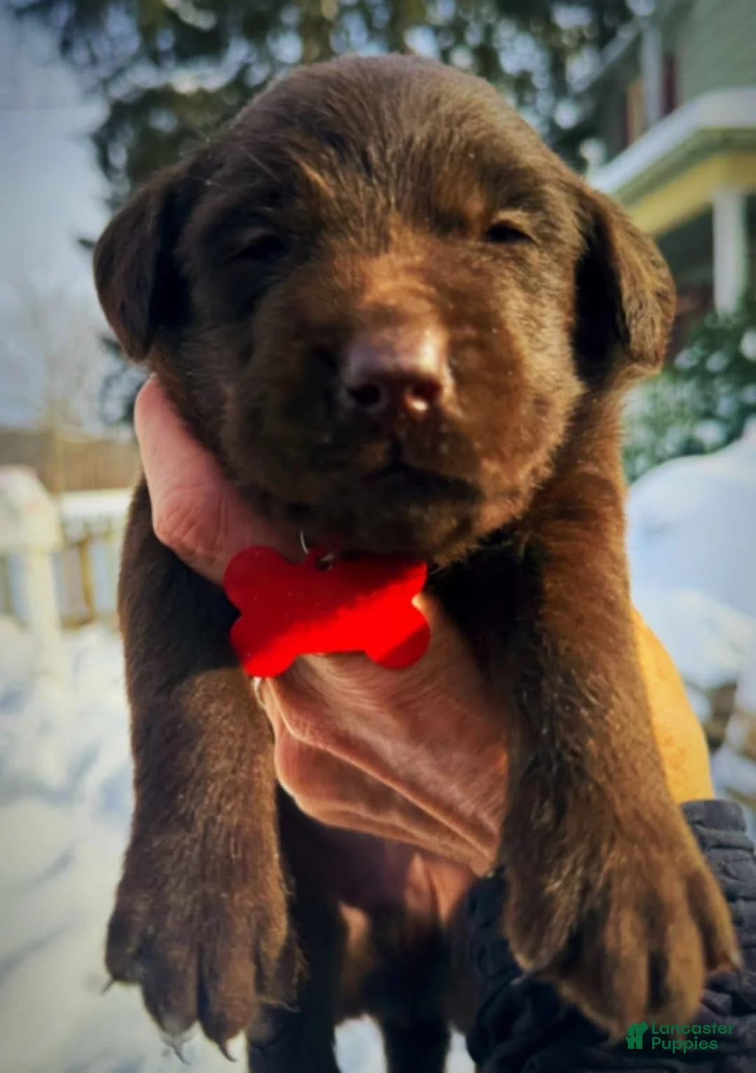 Labrador Retriever dogs for sale: Sal - Ad 18