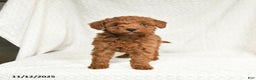 Miniature Poodle dogs for sale: Freeda - Ad 2
