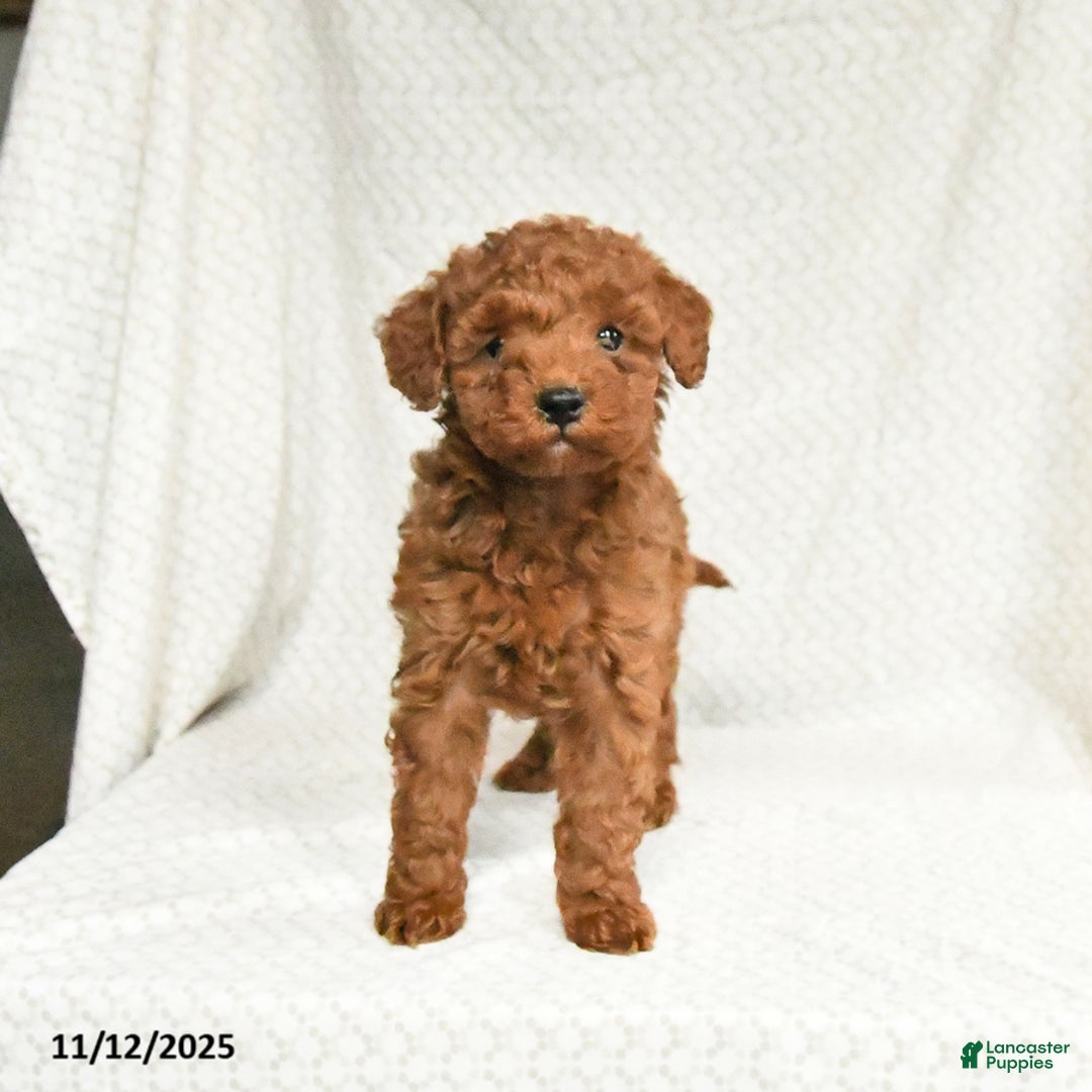 Miniature Poodle dogs for sale: Freeda - Ad 2