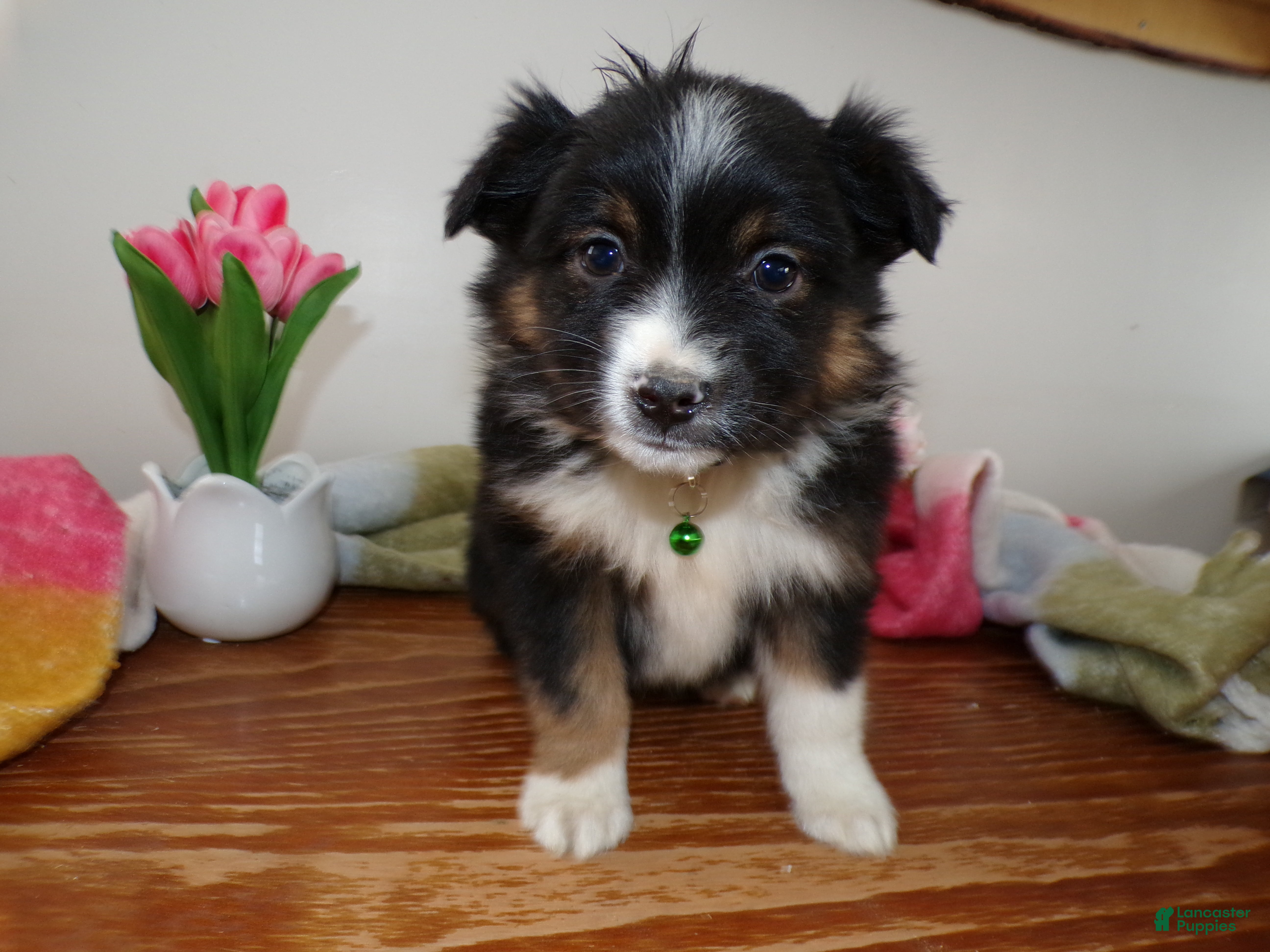 Mini Aussiedoodle dogs Mini Aussiedoodle Puppy 9 Rider - Ad 41