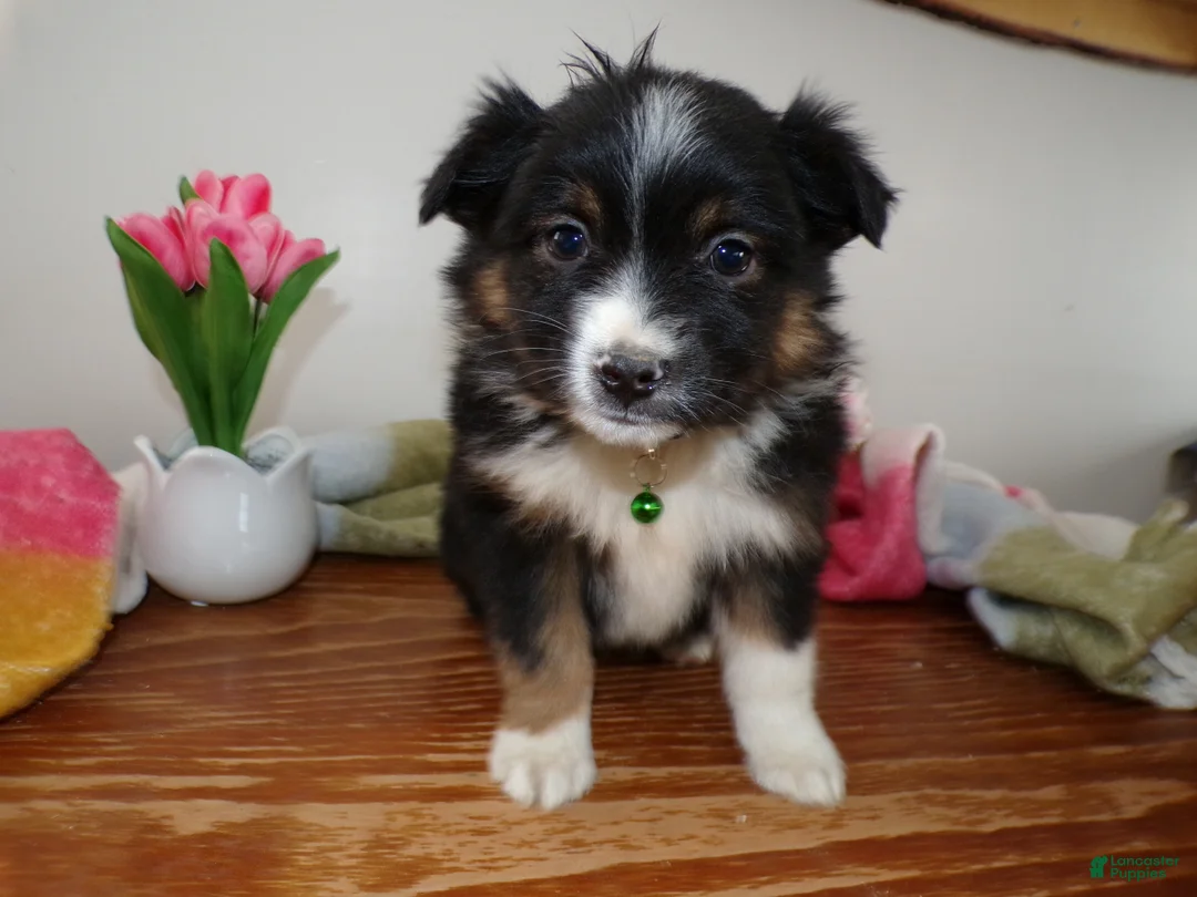 Mini Aussiedoodle dogs for sale: Mini Aussiedoodle Puppy 9 Rider - Ad 1