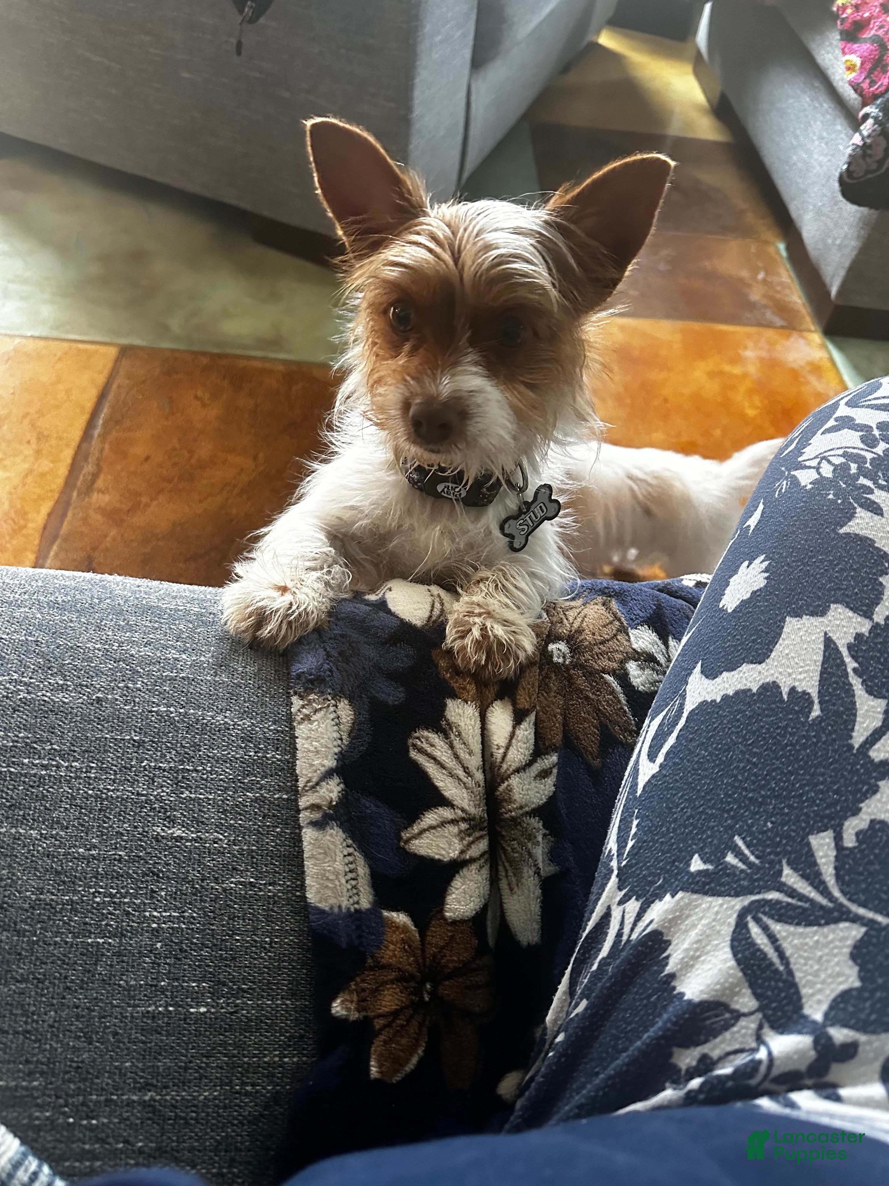 Yorkshire Terrier dogs AKC Cash - Ad 1