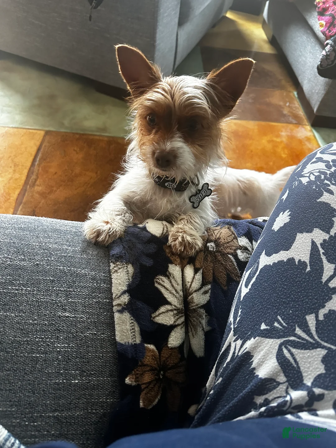 Yorkshire Terrier dogs for sale: AKC Cash - Ad 13