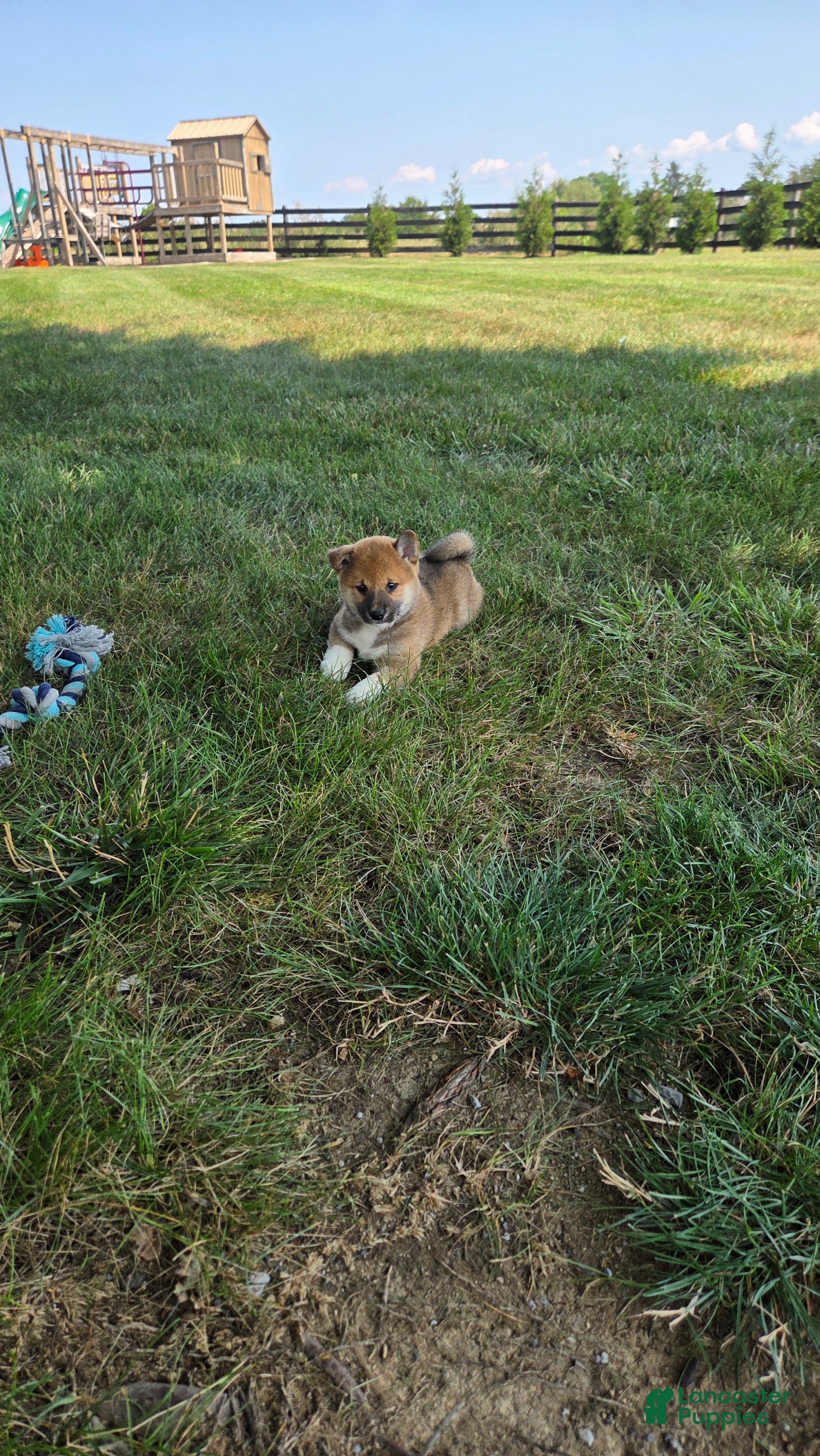 Shiba Inu dogs Patriot - Ad 1