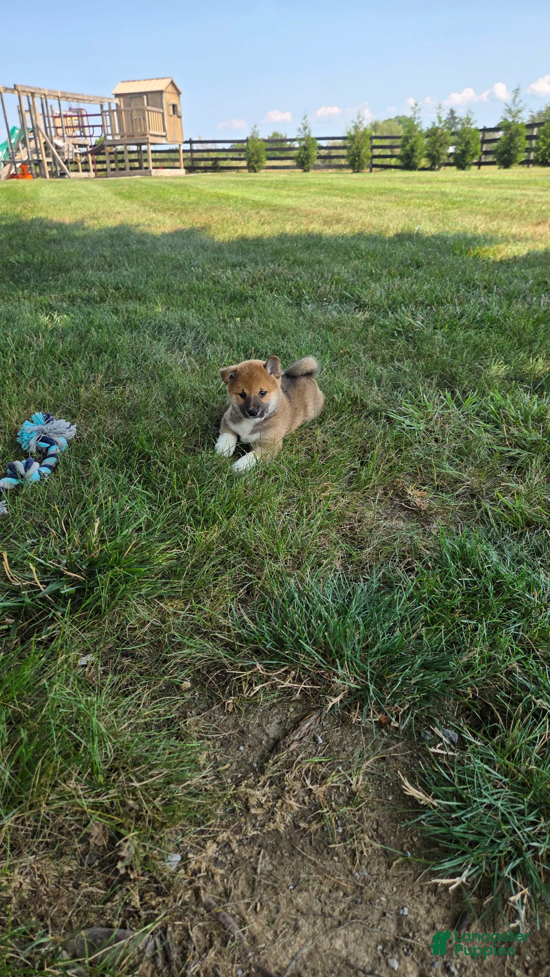 Shiba Inu dogs for sale: Patriot - Ad 1