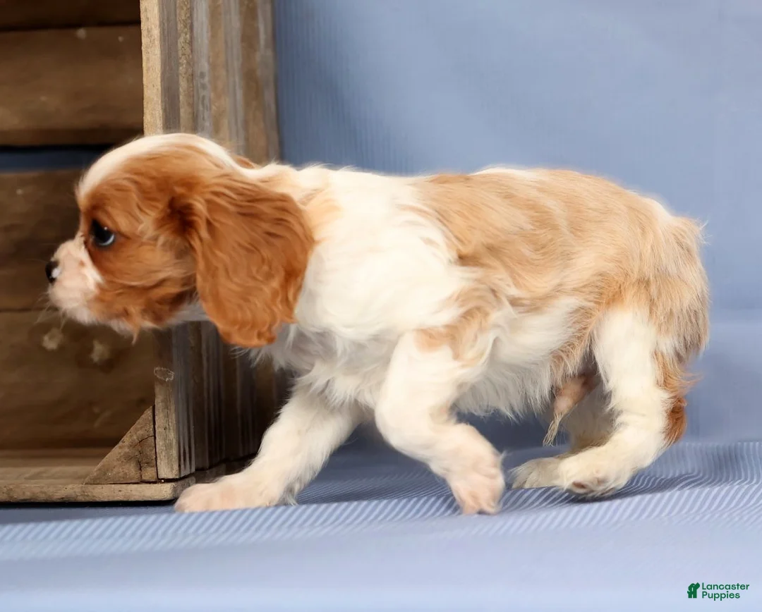 Cavalier King Charles Spaniel dogs for sale: Timmy - Ad 7