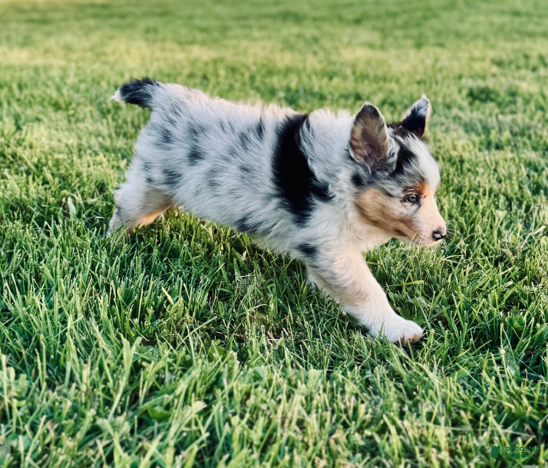 Australian Shepherd Cocker Chihuahua Australian Shepherds Puppies