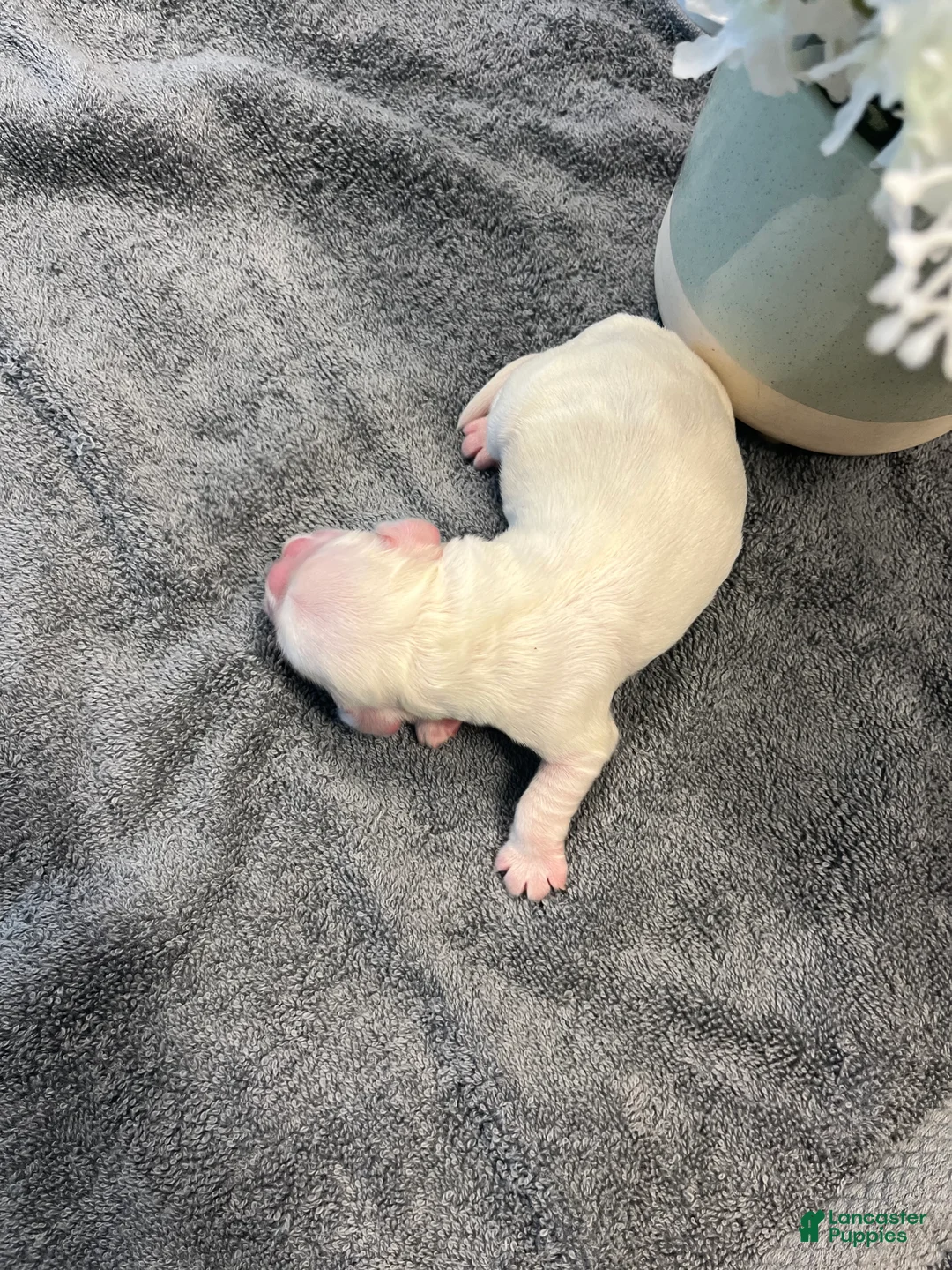 Cocker Spaniel dogs for sale: Cocker Spaniel Puppy 4 Female - Ad 1