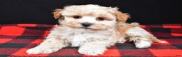 Maltipoo dogs for sale: Franklin - Ad 8