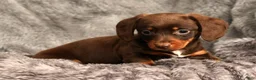 Miniature Dachshund dogs for sale: Chocolate - Ad 9