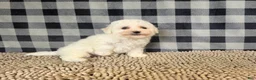Bichon Frise dogs for sale: Barry - Ad 3