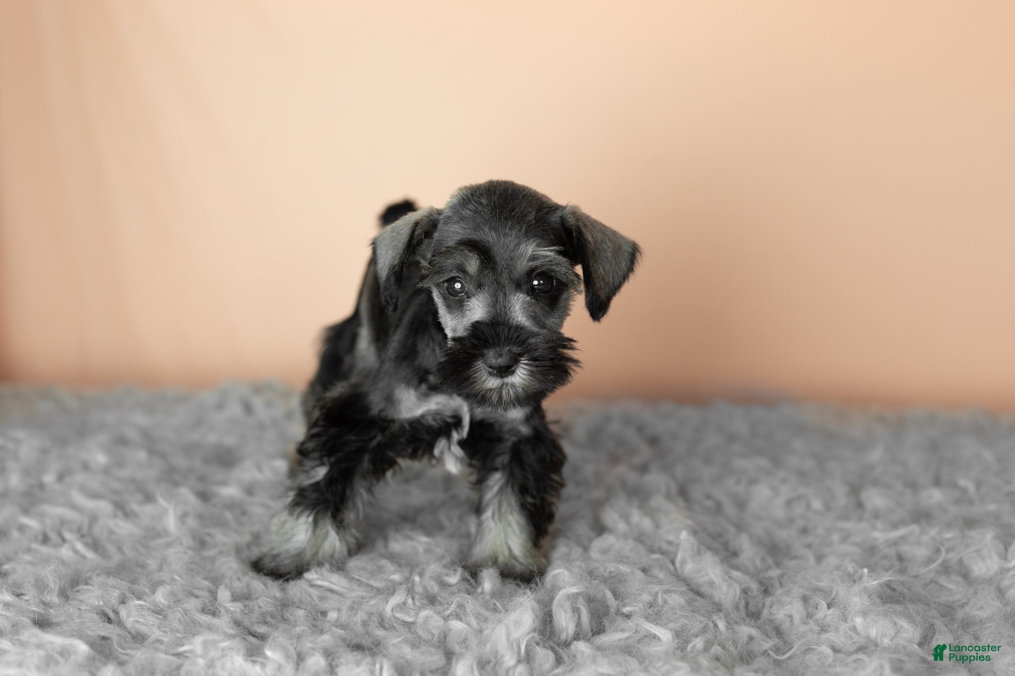 Miniature Schnauzer dogs Scarlett - Ad 30
