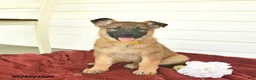 German Shepherd dogs for sale: Callie  - Ad 8