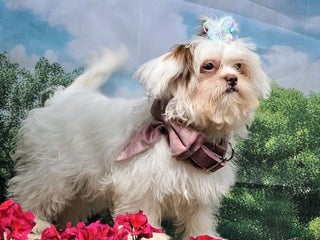 Maltipoo dogs - Ad 4