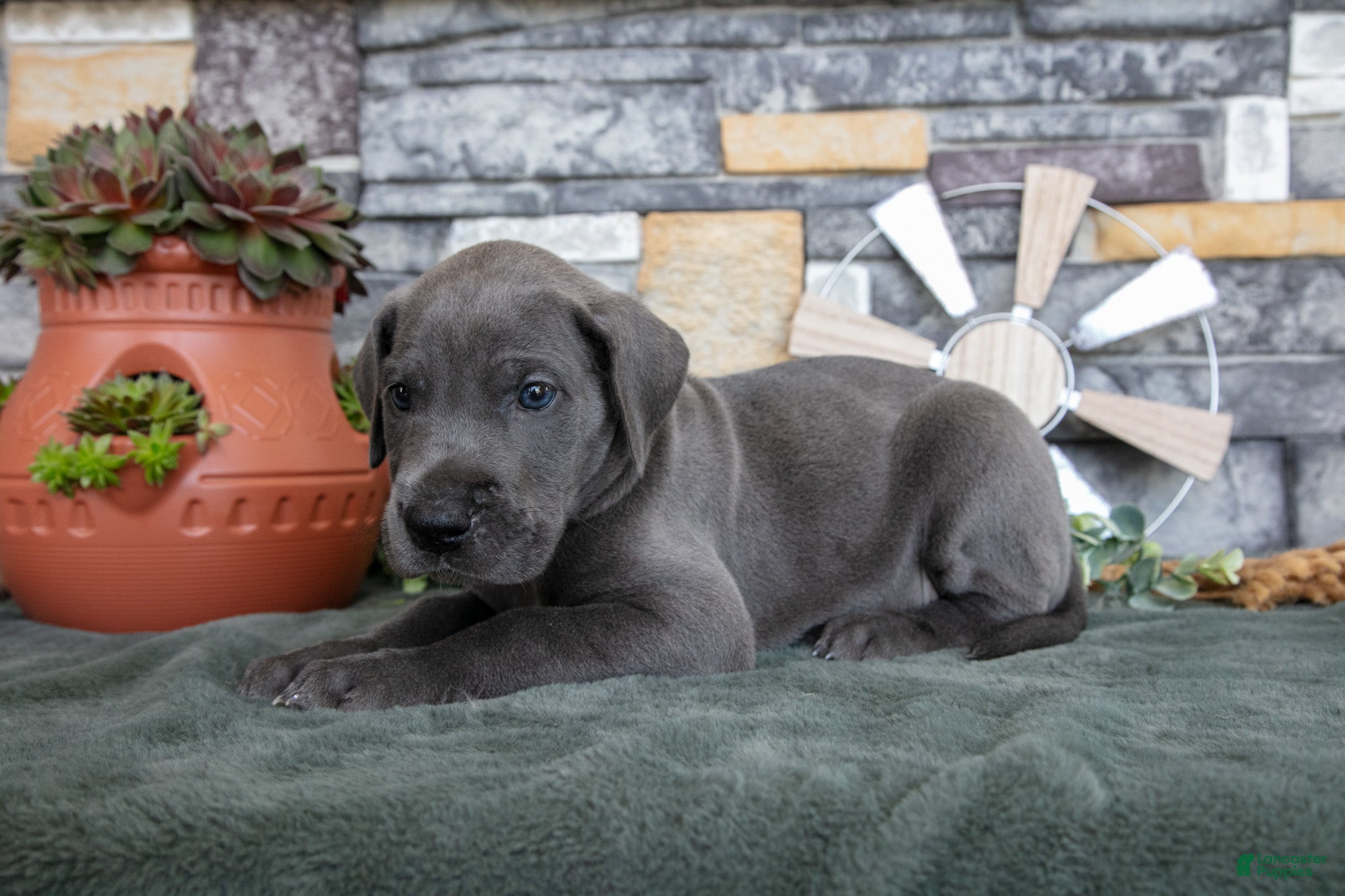 Great Dane dogs Lilac - Ad 1