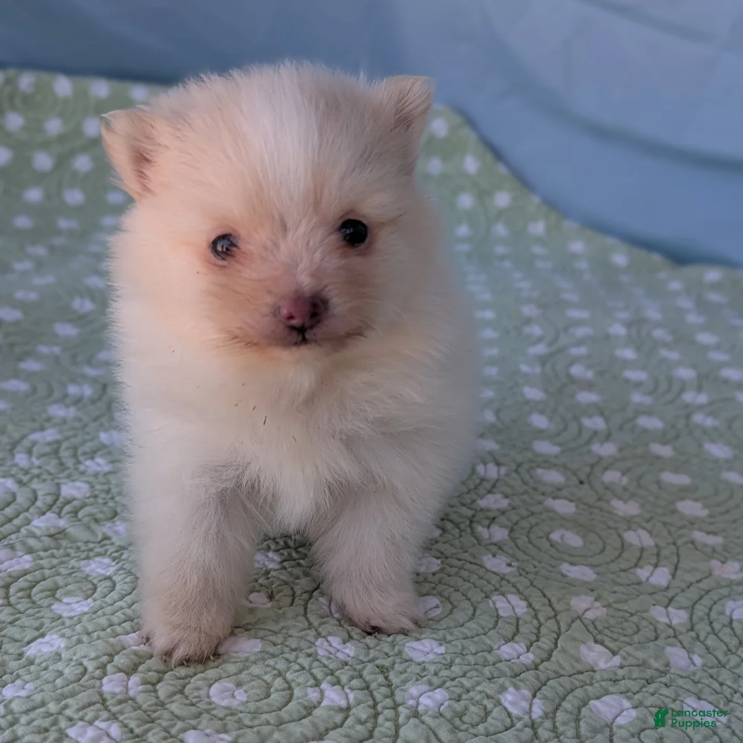 Pomeranian dogs for sale: Trinket - Ad 3
