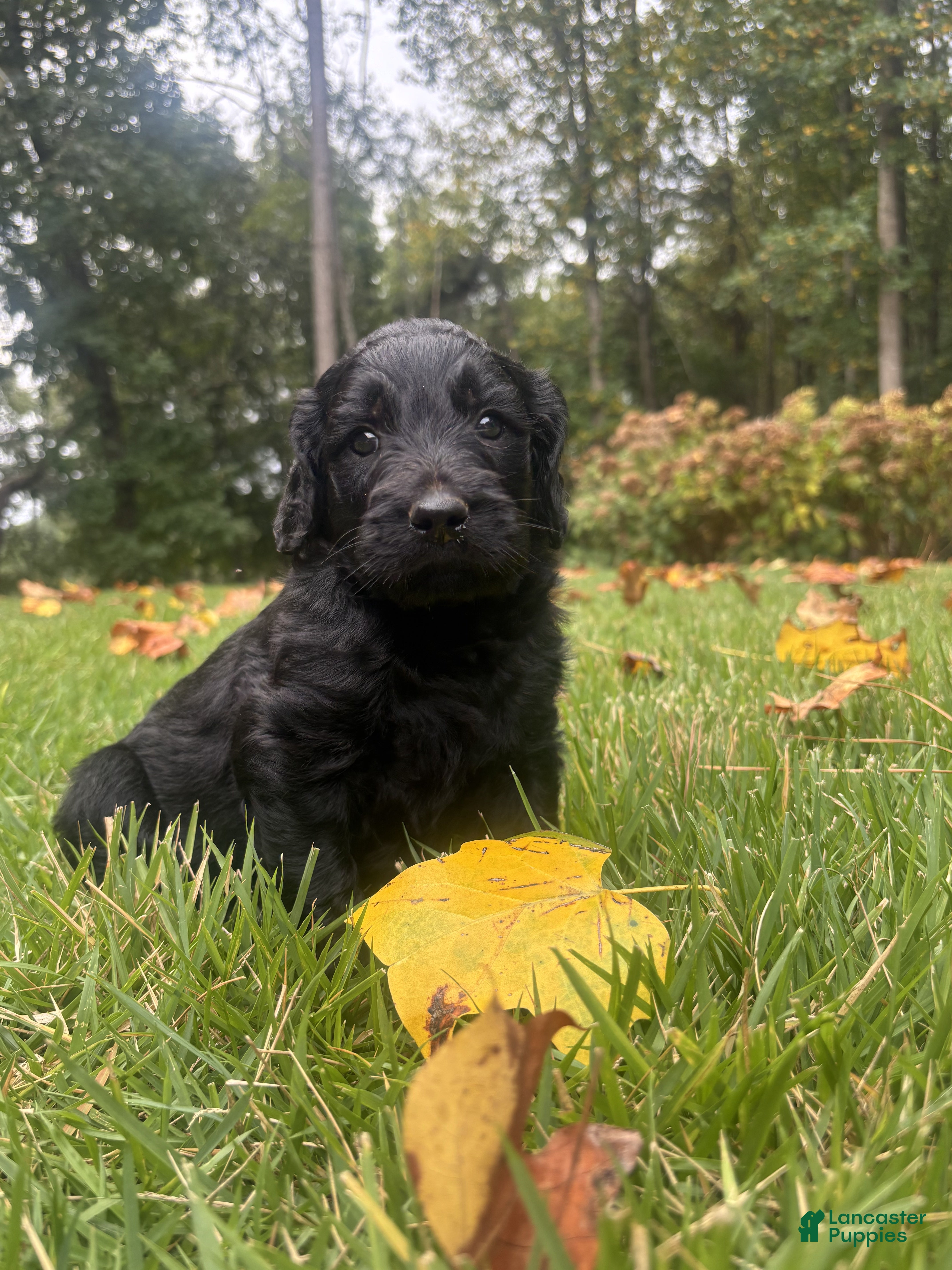 Goldendoodle dogs Flint - Ad 1