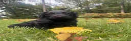 Goldendoodle dogs for sale: Flint - Ad 1